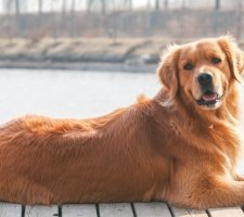 Kutya Arany (Arany) Retriever fajta leírás, fotók, az ár a kölykök, vélemények