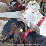 Conținutul de caprine de lapte în Israel, firma alecon