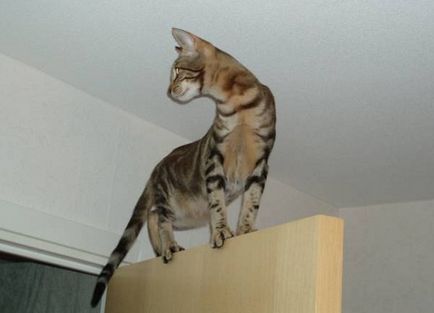 Сококе - витончена кенійська кішка