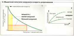 Скорочення скелетних м'язів