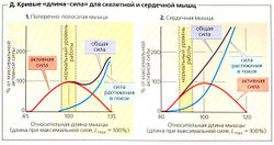 Скорочення скелетних м'язів