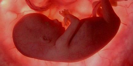 Interpretarea embrionului în visul unui embrion într-un vis
