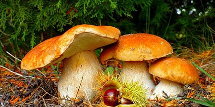 Dream interpretare a ciuperci în pădure ceea ce visurile de ciuperci în pădure într-un vis