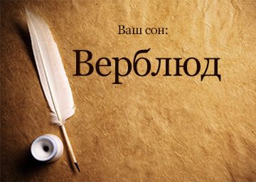 Сонник верблюд до чого сниться верблюд білий, чорний значення для жінки бачити уві сні