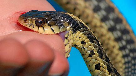 Șarpele de vis este un șarpe otrăvitoare într-un vis la care visează un șarpe veninos