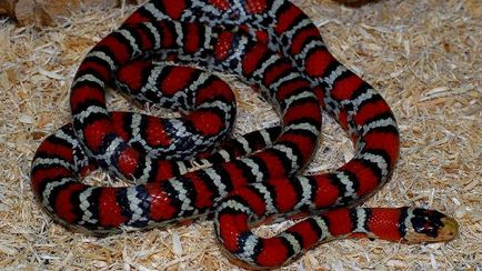 Șarpele de vis este un șarpe otrăvitoare într-un vis la care visează un șarpe veninos