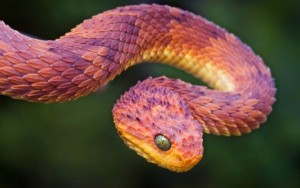 Interpretarea visului de șerpi otrăviți și non-otrăvitori pentru a vedea într-un vis care visează