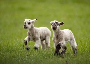 Sfaturi pentru ovine de miel