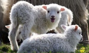 Поради з підсаджування ягнят до овець