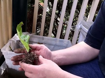 Modalități de propagare a unei grădini de hortensie în țară