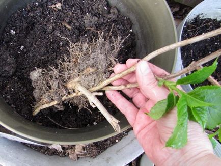 Способи як розмножити гортензію садову на дачі