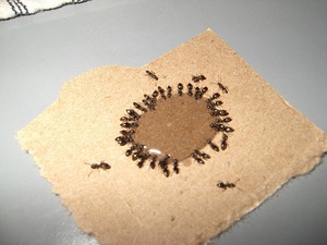 Bogárok házról hangyák a lakásban oktatás, tanácsadás, megelőzés