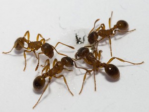 Засоби боротьби від домашніх мурашок в квартирі інструкція, поради, профілактика