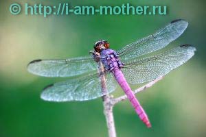 Dragonfly și elicopter - meșteșuguri din materiale naturale, i-mama