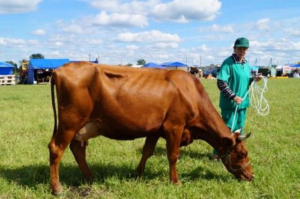 Rasă de vaci de rasă Suxun - agroxxi