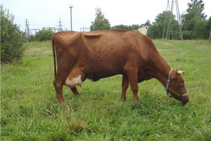 Суксунского порода корів - agroxxi
