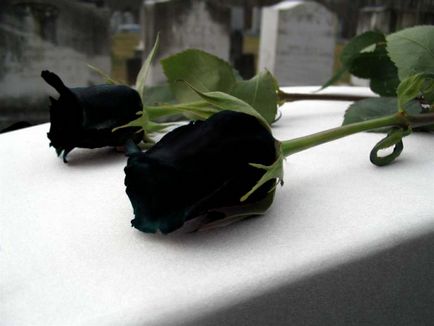 Există trandafiri fabulos frumosi negri - factum