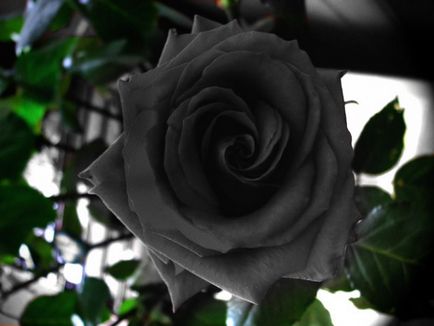 Există trandafiri fantezie frumos negru - factum