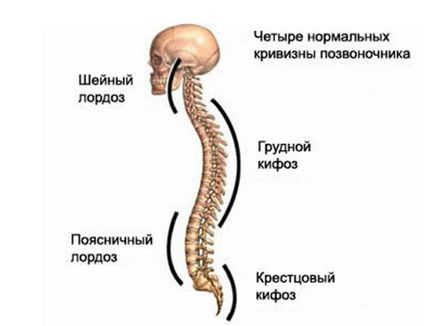 Сутулість і загальний стан організму