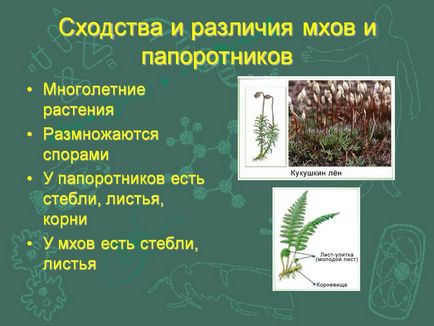 Подібності та відмінності мохів і папоротей - презентація 58144-9