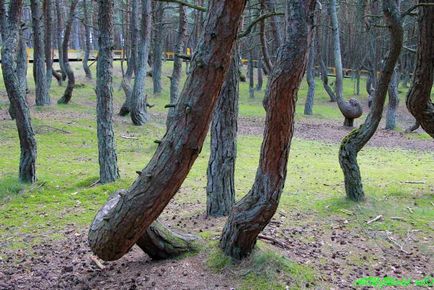 Танцюючий ліс, куршская коса