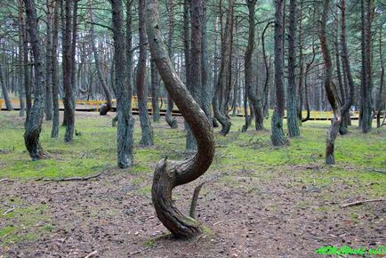 Tánc Forest, Kurshskaya fonat (tánc) Tánc Forest, Kur-földnyelv