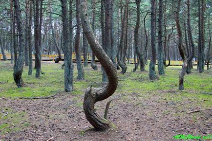 Танцюючий ліс, куршская коса