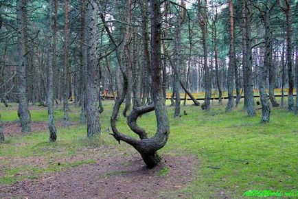 Танцюючий ліс, куршская коса