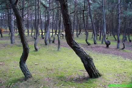 Pădurea dansatoare, scuipa curoniană