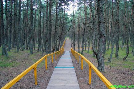 Танцюючий ліс, куршская коса