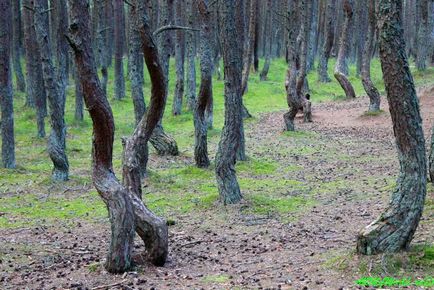 Танцюючий ліс, куршская коса