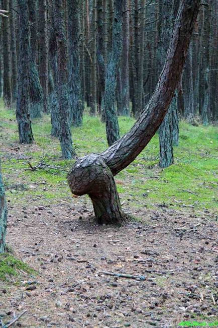 Pădurea dansatoare, scuipa curoniană