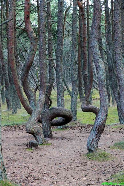 Танцюючий ліс, куршская коса