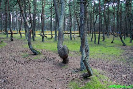 Танцюючий ліс, куршская коса