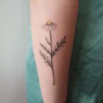 Tattoo Daisy valoare pentru fete și bărbați, schițe și fotografii