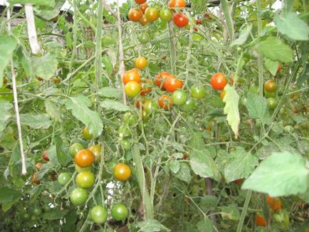 Tomato-roșu, caracteristică, maturare, cum și când să se planteze