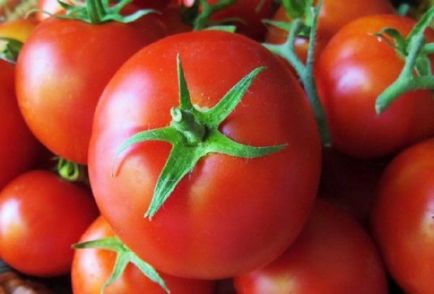 Томат - городник фото і опис чудесного сорти помідорів, відмінно ростуть в теплиці