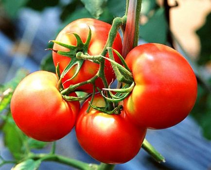 Fotografia de tomate - grădinar și descrierea unui soi de roșii minunat, care crește perfect într - o seră