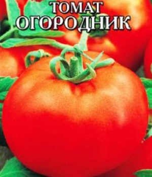 Томат - городник фото і опис чудесного сорти помідорів, відмінно ростуть в теплиці