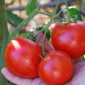Tomato gradinar descriere a varietății de roșii și recenzii