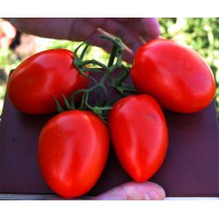 Tomato Polonaises f1