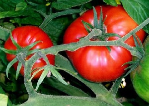 Tomato - Streza descrierea și caracteristicile soiului hibrid de roșii