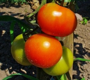 Tomato - Streza descrierea și caracteristicile soiului hibrid de roșii