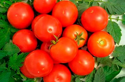 Tomato Yamal Caracteristici și descrierea varietății