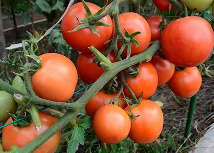 Tomato Yamal Caracteristici și descrierea varietății