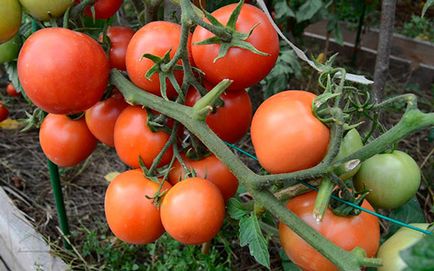 Tomato Yamal Caracteristici și descrierea varietății