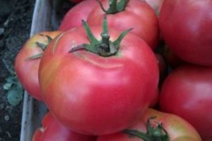 Tomato - Descrierea trandafirului japonez a soiului, caracteristicile cultivării roșiilor, originea și aplicarea