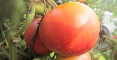 Томат - японська троянда опис сорту, особливості вирощування помідорів, походження і застосування