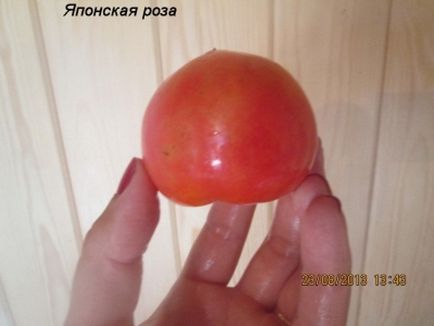Tomato - Descrierea trandafirului japonez a soiului, caracteristicile cultivării roșiilor, originea și aplicarea