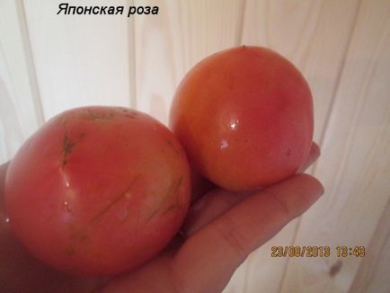 Tomato - Descrierea trandafirului japonez a soiului, caracteristicile cultivării roșiilor, originea și aplicarea